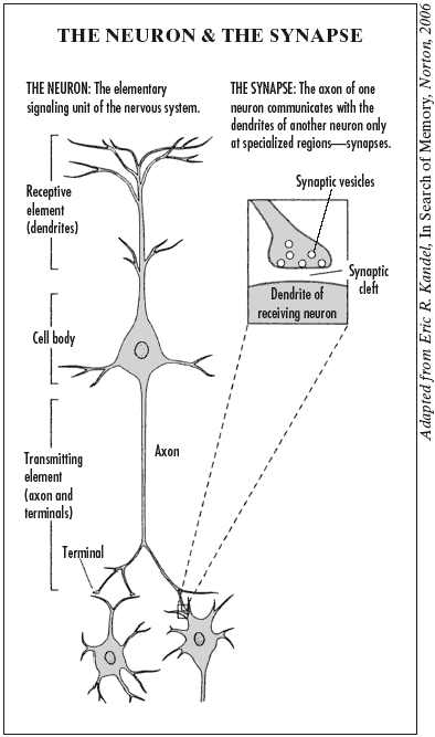 The Neuron & the Synapse