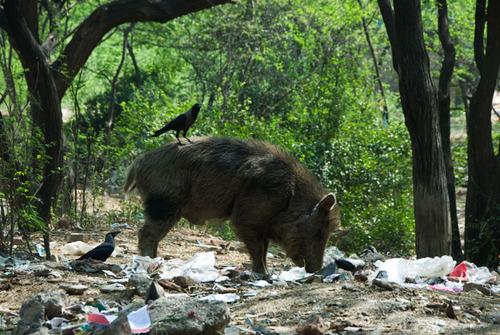 A pig foraging in Mehrauli.jpg