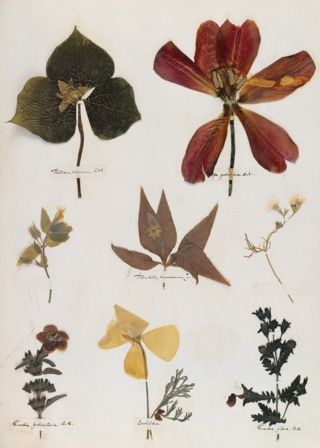 Digital fascimile from Emily Dickinson's Herbarium.jpg