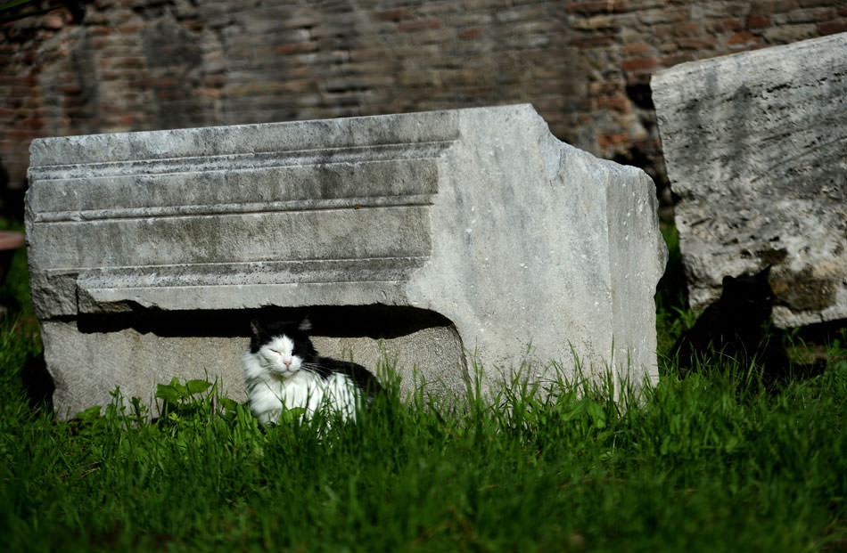Cat in Area Sacra ruins.jpg