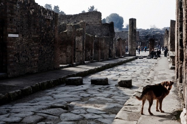 Pompeii Dog 2.jpg