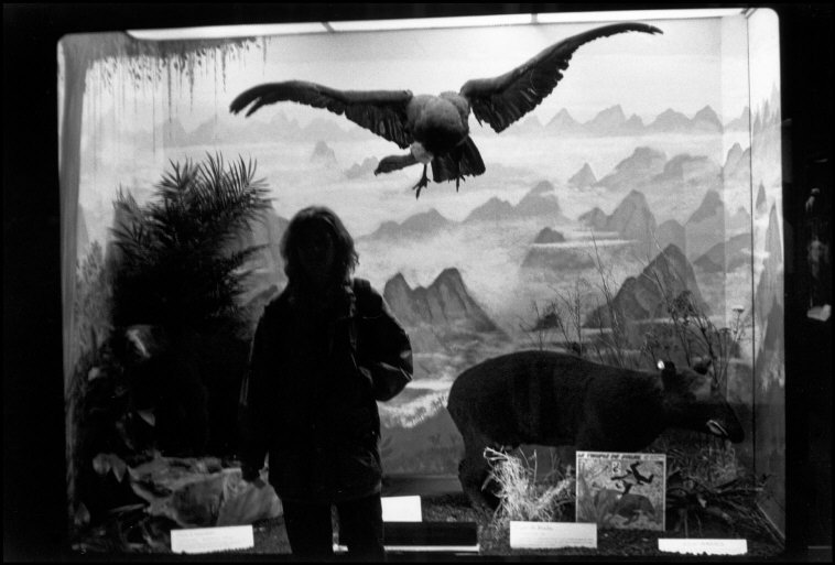 Zoological Museum 2000.jpg