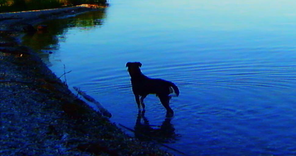 Godard Dog Lake.jpg