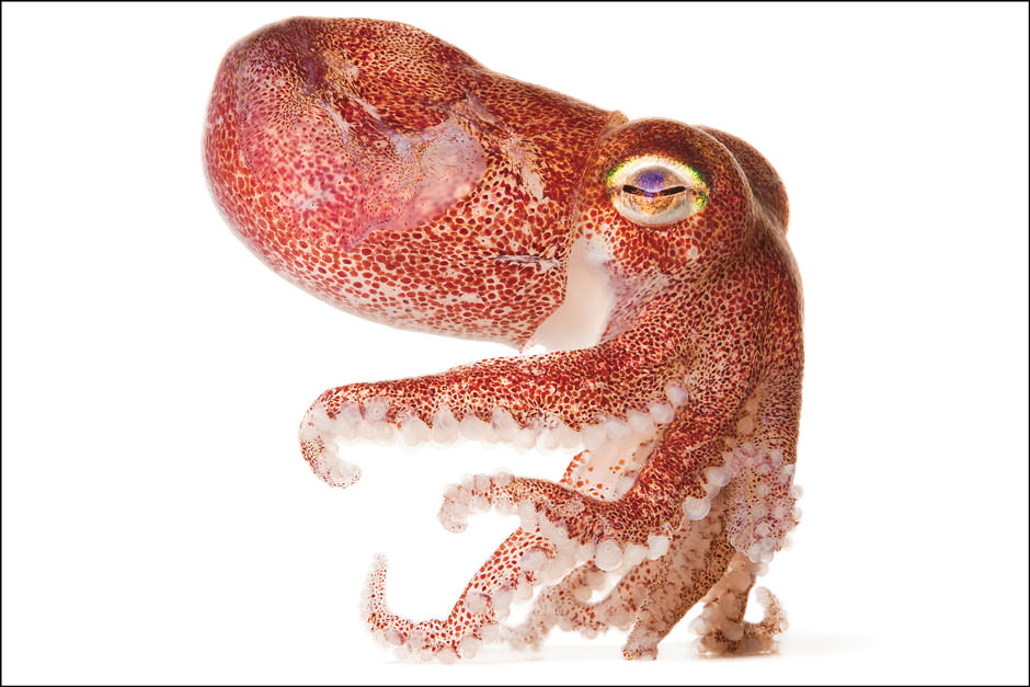 Spineless stubby squid.jpg