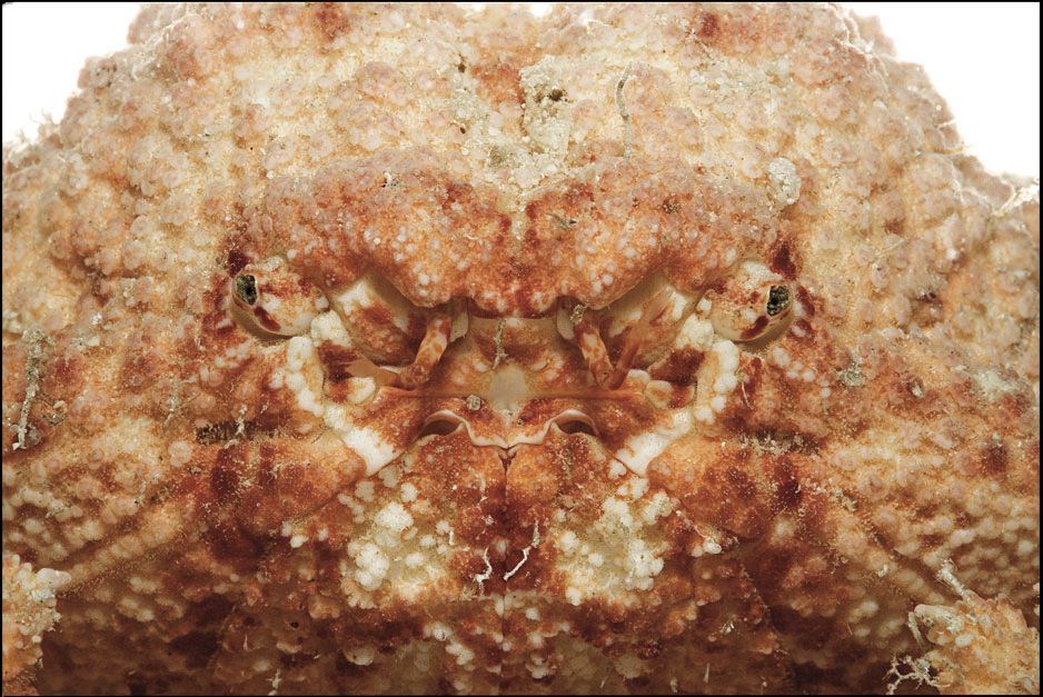 Spineless wanawana crab.jpg