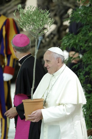 Pope Francis olive tree.jpg