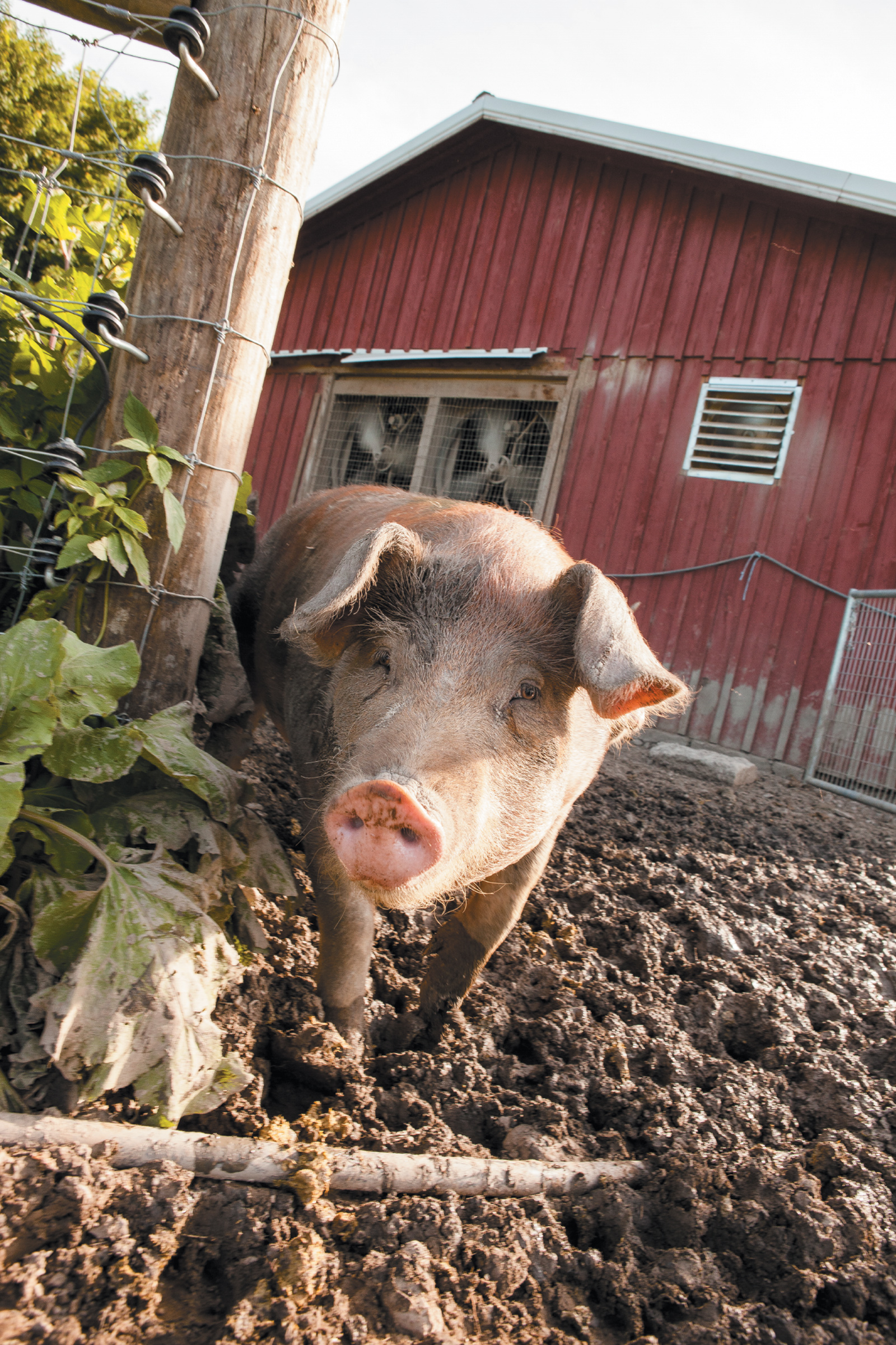 A young pig at J&D Farms, where the animals—raised for meat—roam in wooded lots and grassy paddocks, eating wild apples and foraging for tubers, Eaton, New York, June 2015