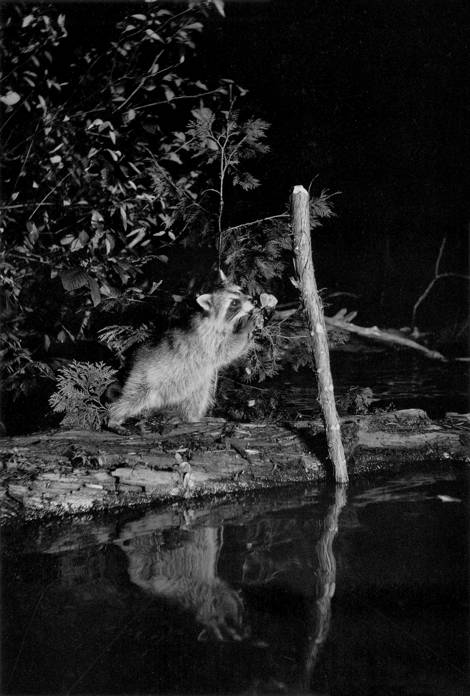 A raccoon on the northeast shore of Whitefish Lake, Michigan, 1903; photograph by George Shiras from In the Heart of the Dark Night, which collects his images of wildlife from the late nineteenth and early twentieth centuries. It is edited by Sonia Voss, with an essay by Jean-Christophe Bailly, and is published by Éditions Xavier Barral.