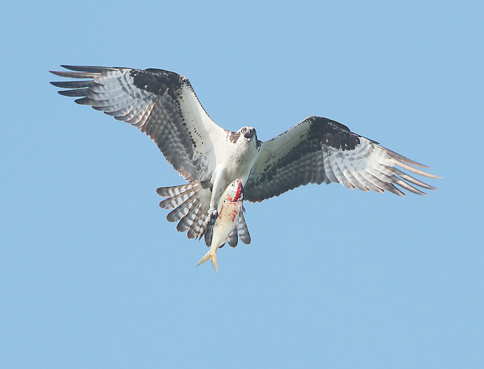 An adult osprey carrying a fish to feed its family in the nest, Jamaica Bay Wildlife Refuge; from Leslie Day’s Field Guide to the Neighborhood Birds of New York City