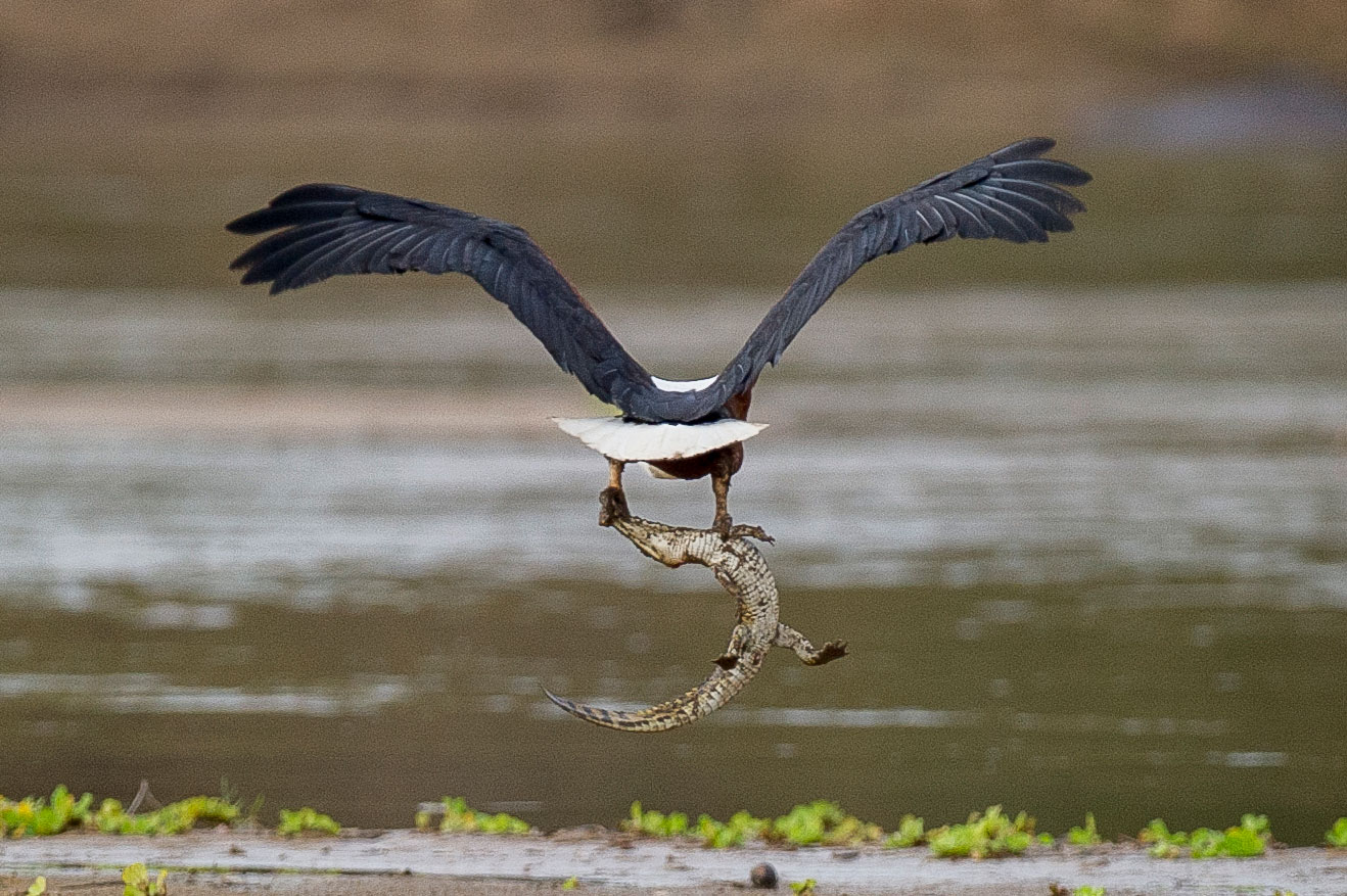 An African fish eagle flying off with a young Nile crocodile, 2015
