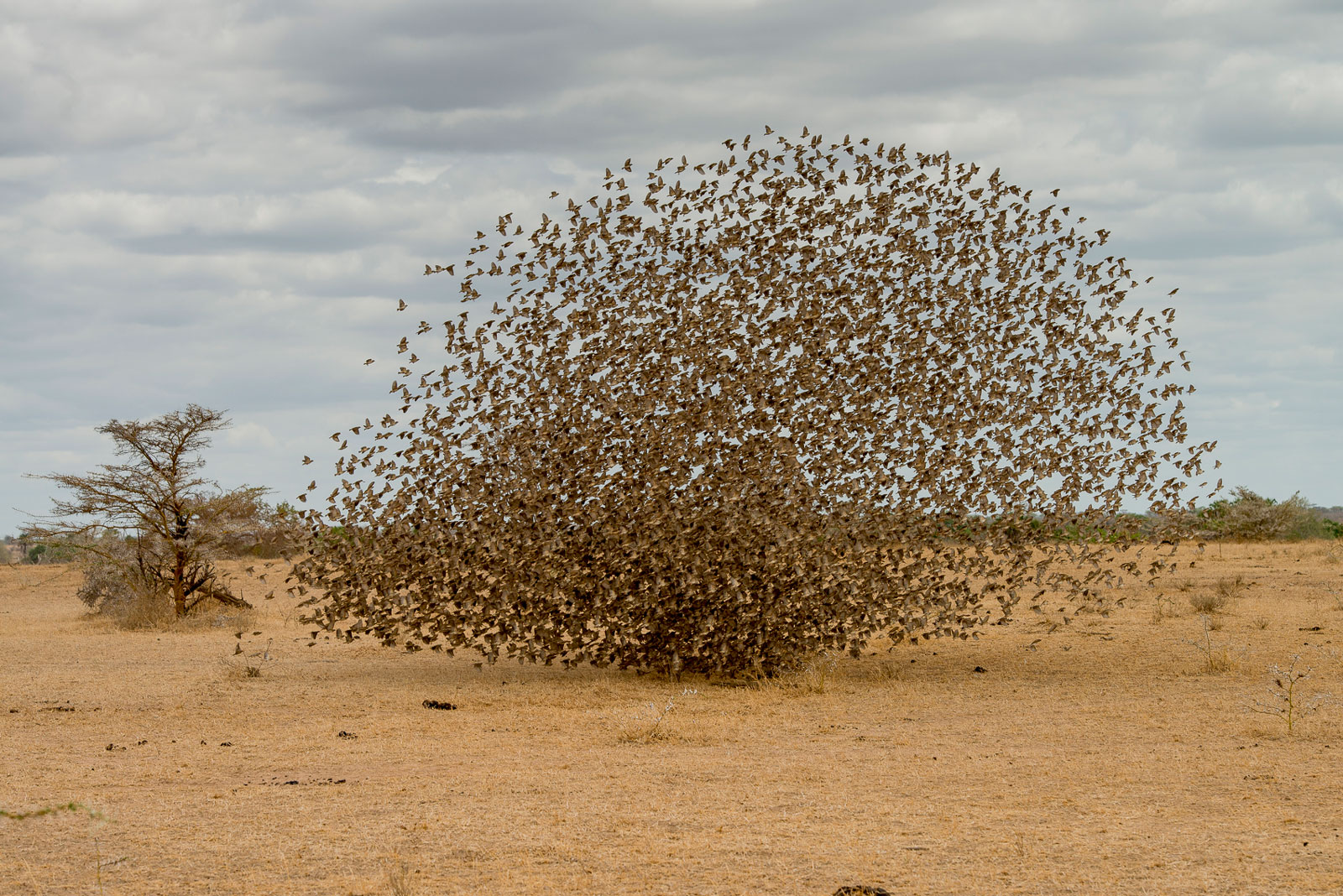 A flock of red-billed quelea, 2015