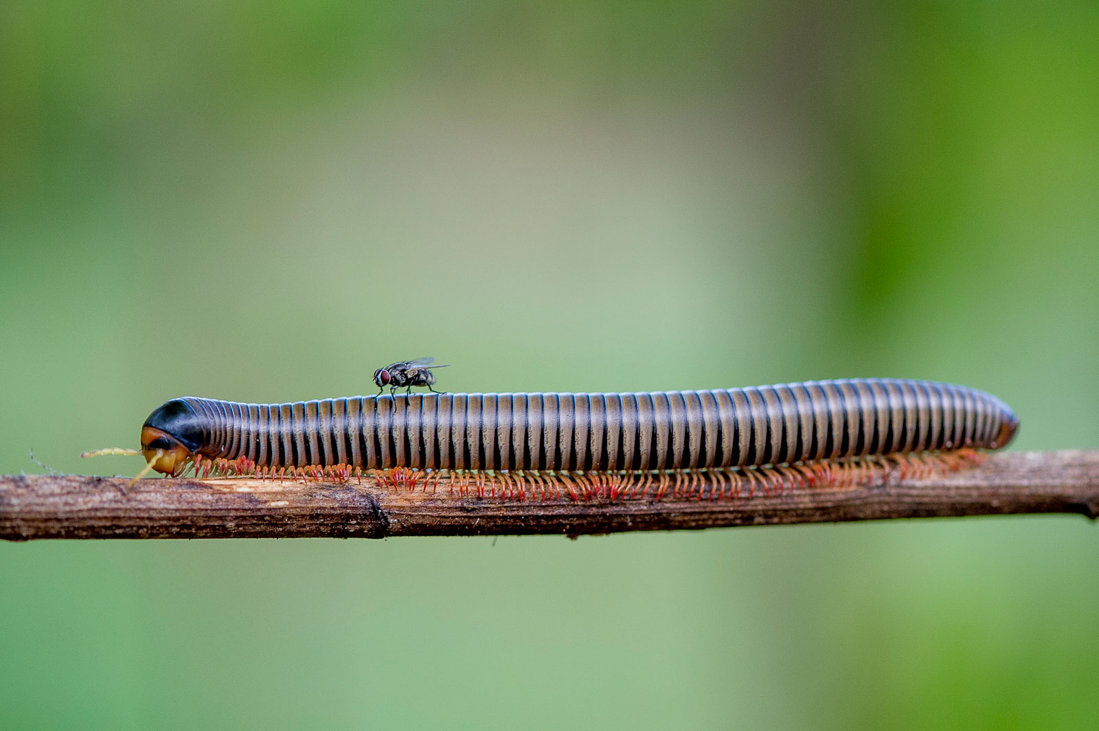 A house fly riding on the back of a Diplopoda millipede, 2015