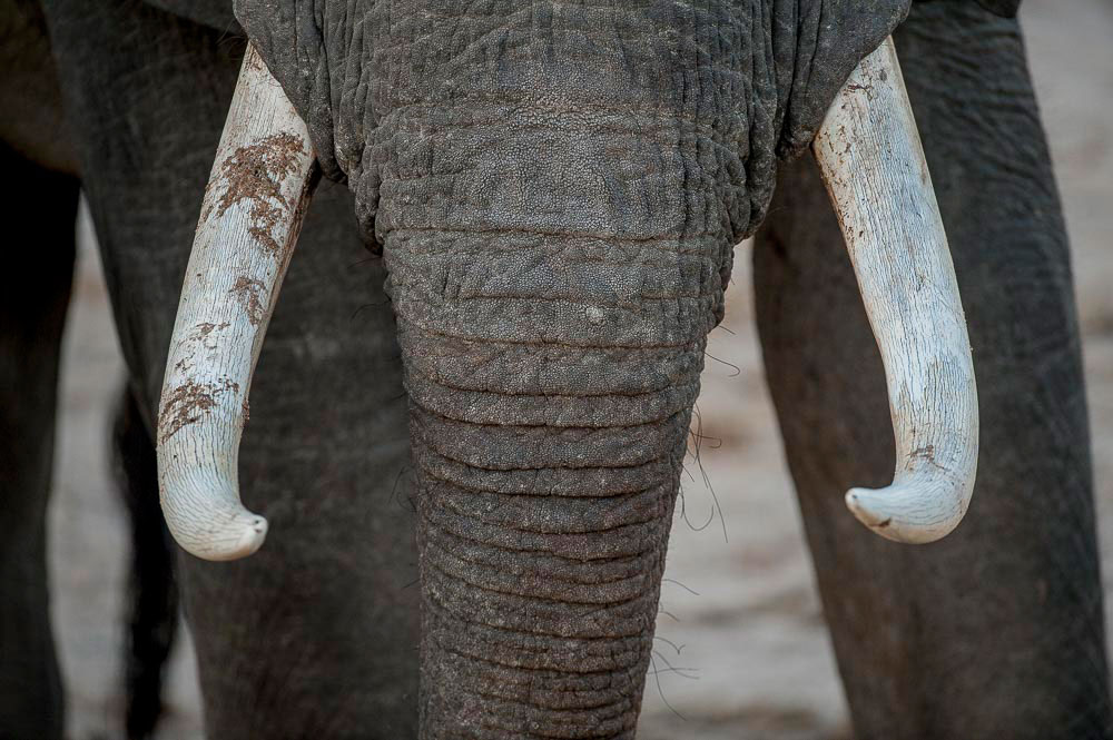 An elephant's tusks, 2015