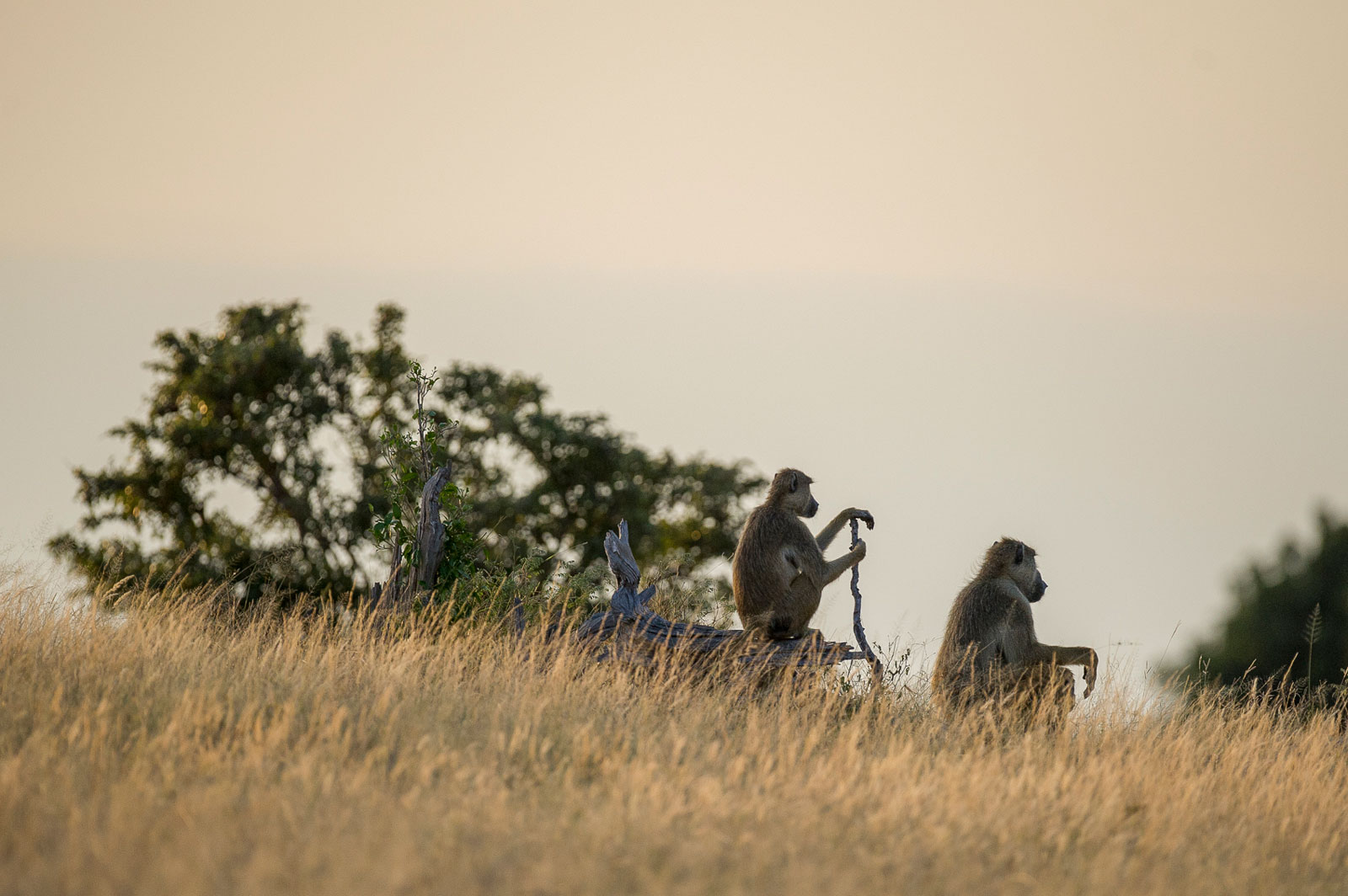 Yellow baboons, 2015