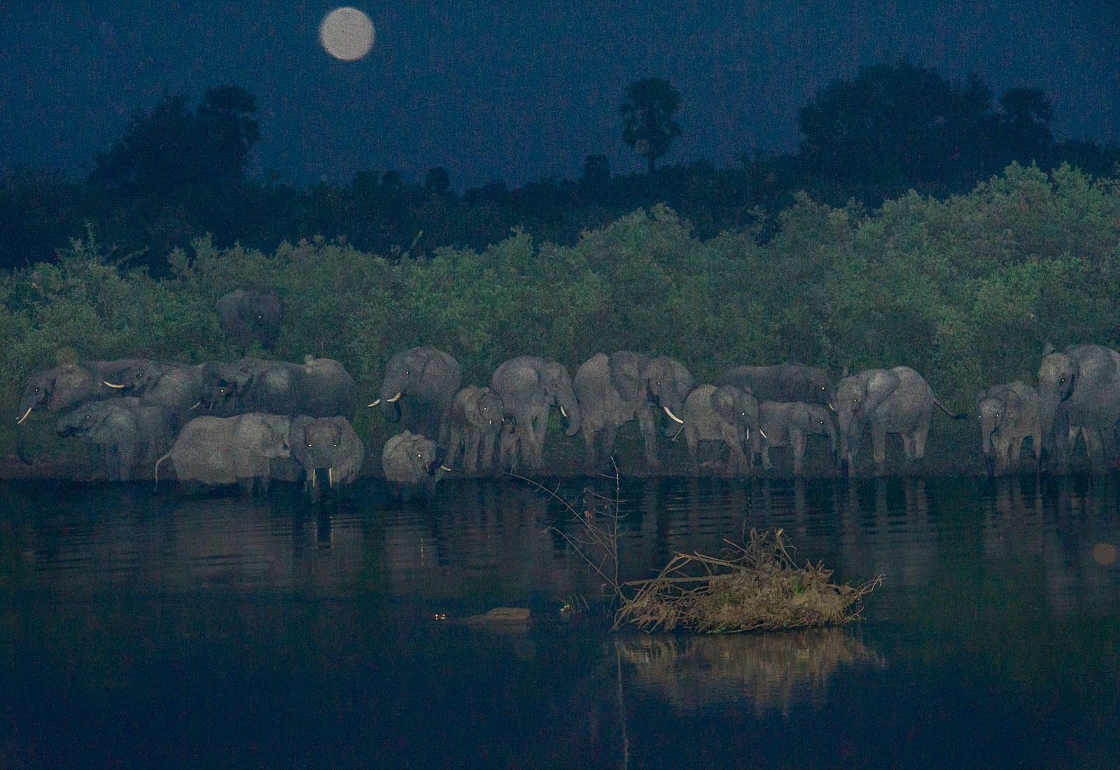 Elephants, which are diurnal and nocturnal and only sleep for short periods, 2015
