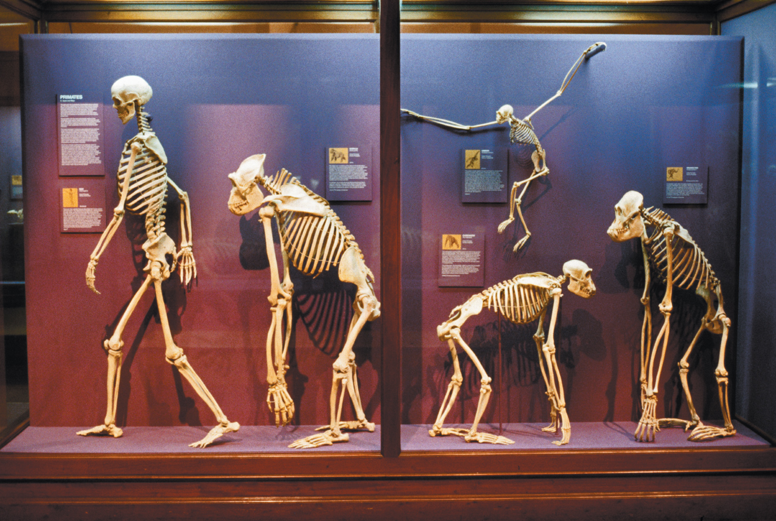 Primate skeletons at the Field Museum, Chicago, 1986