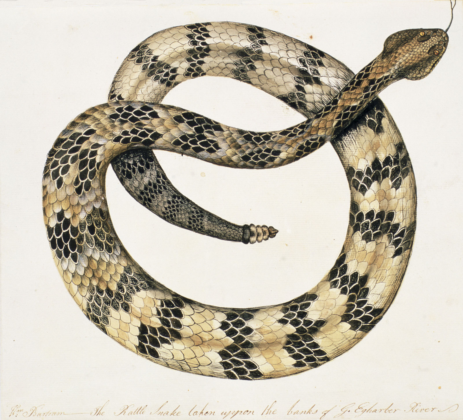 William Bartram: The Rattle Snake, late eighteenth century 