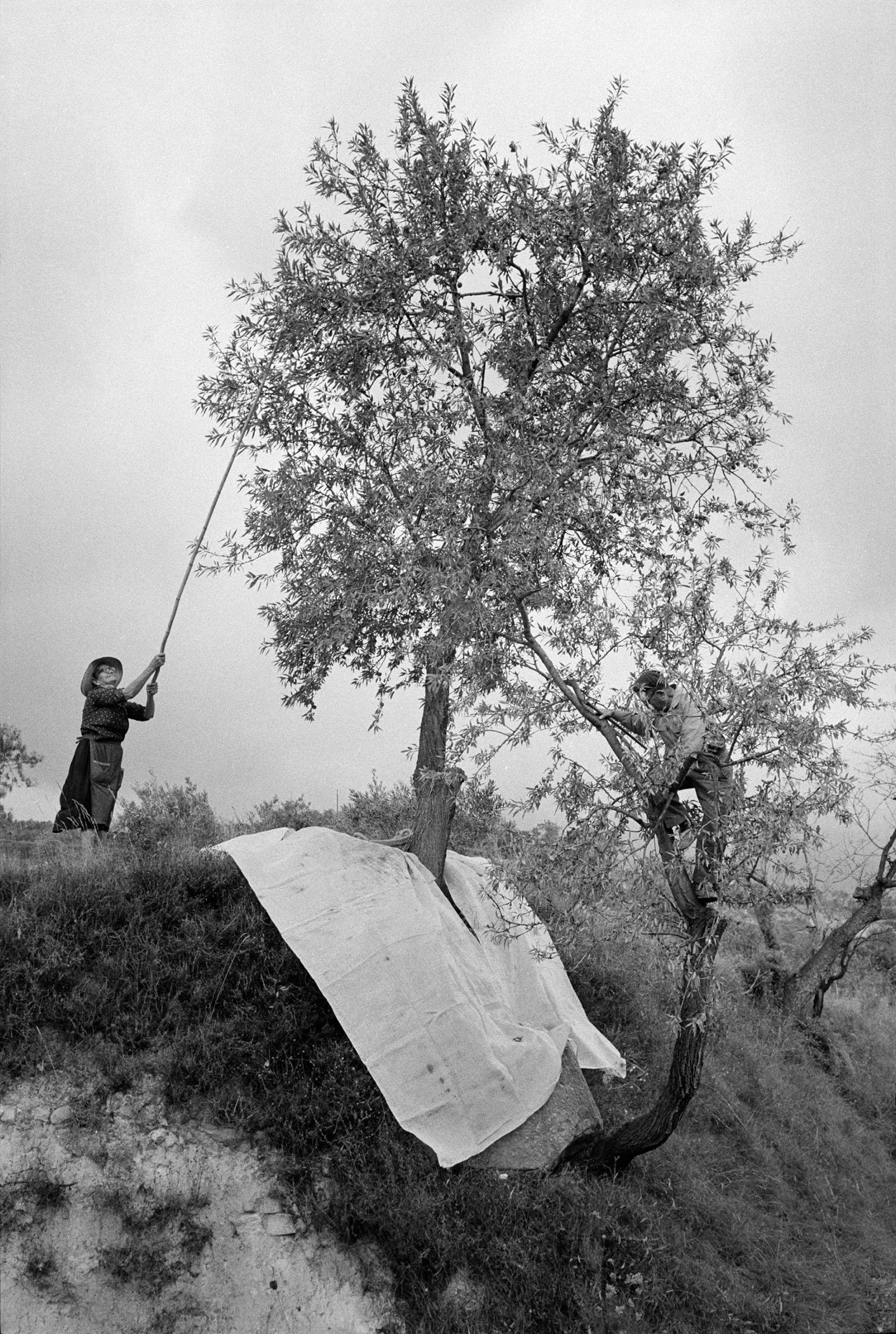 Gathering almonds in the Valencian town of Guadalest, Spain, September 1971; photograph by Guy Le Querrec