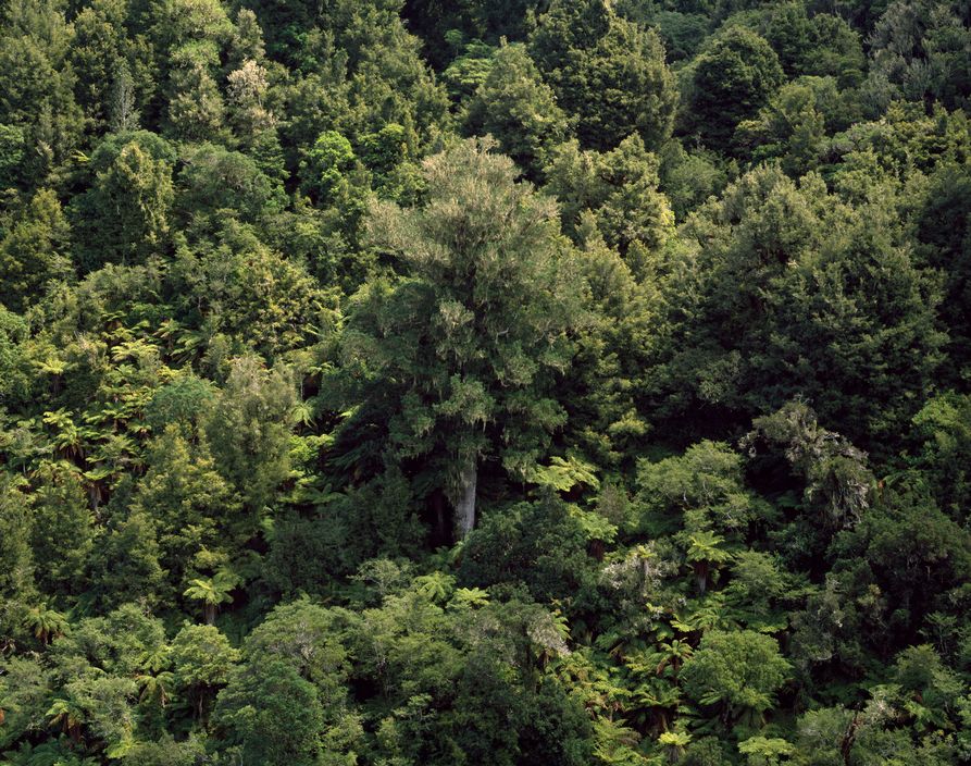 NEW ZEALAND. Native forest near Whakahoro. 2008.