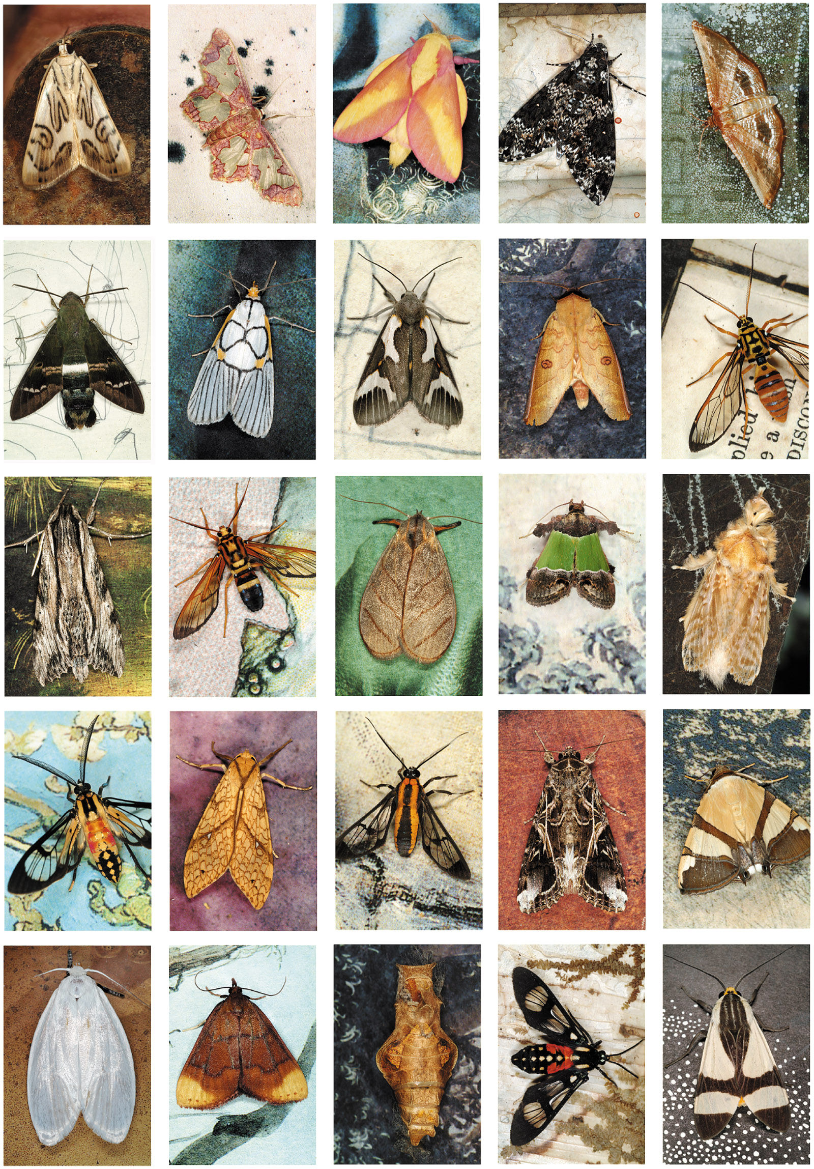Emmet Gowin: Mariposas Nocturnas Index #44, Bolivia, 2011; from ‘Hidden Likeness: Photographer Emmet Gowin at the Morgan,’ a recent exhibition at the Morgan Library and Museum. Gowin’s new book, Mariposas Nocturnas: A Study of Diversity and Beauty, collects fifty-one of his moth grids and will be published by Princeton University Press in September 2017.