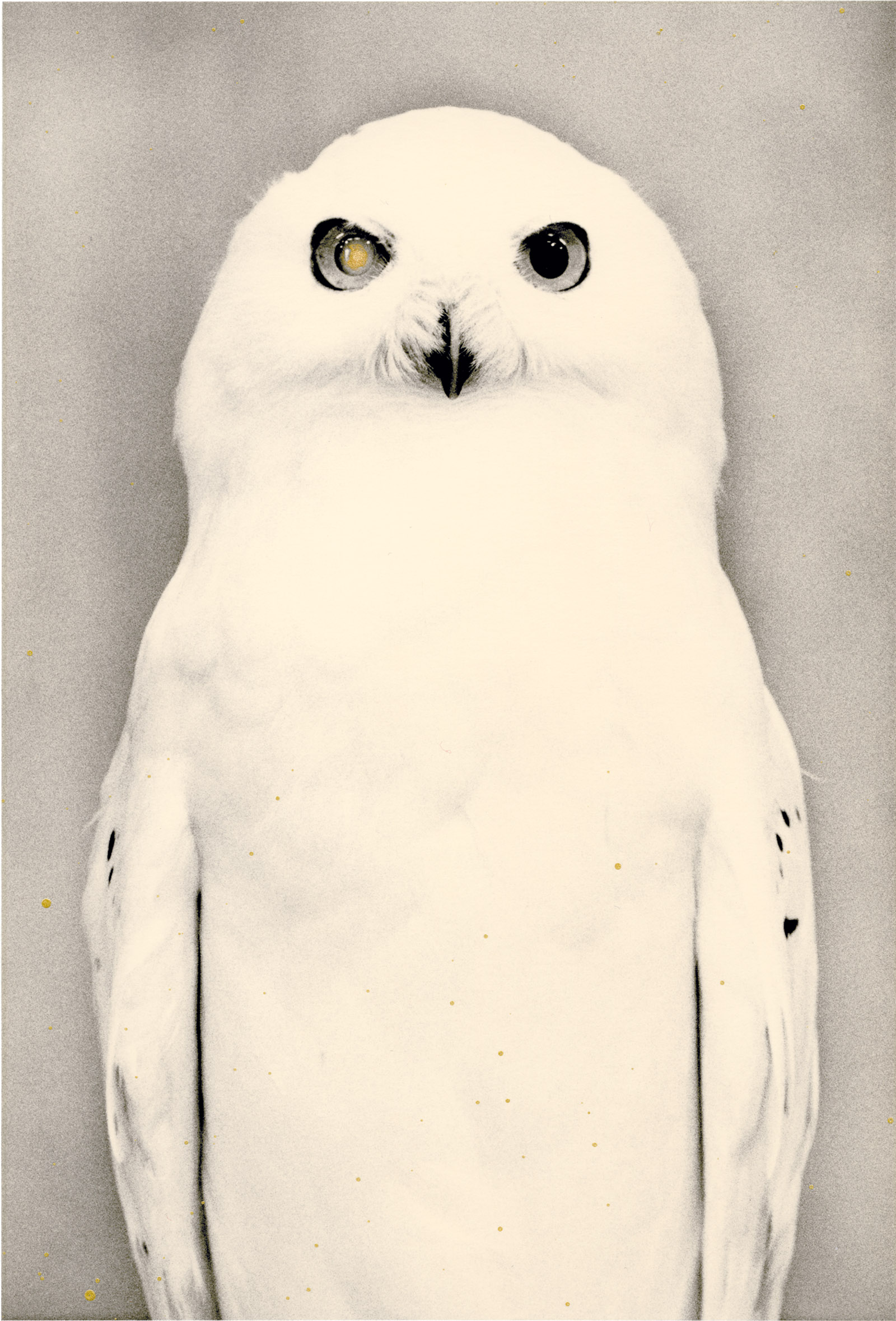 Snowy owl; photograph by Yamamoto Masao from his book Tori, which will be published by Radius in January 2017