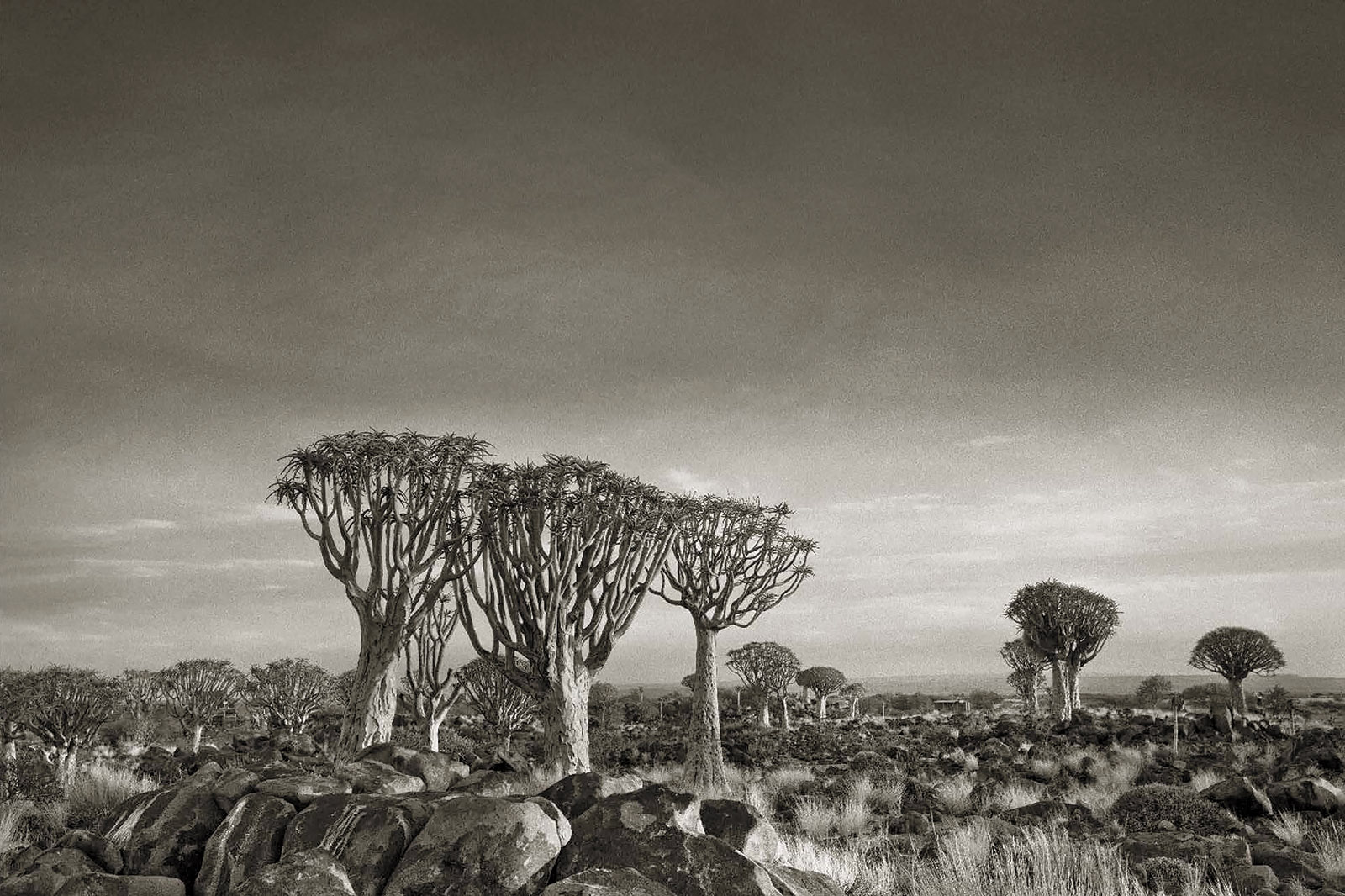 Quiver Tree Forest, Namibia; photograph by Beth Moon from her book Ancient Trees: Portraits of Time (2014). A collection of her color photographs, Ancient Skies, Ancient Trees, has just been published by Abbeville.