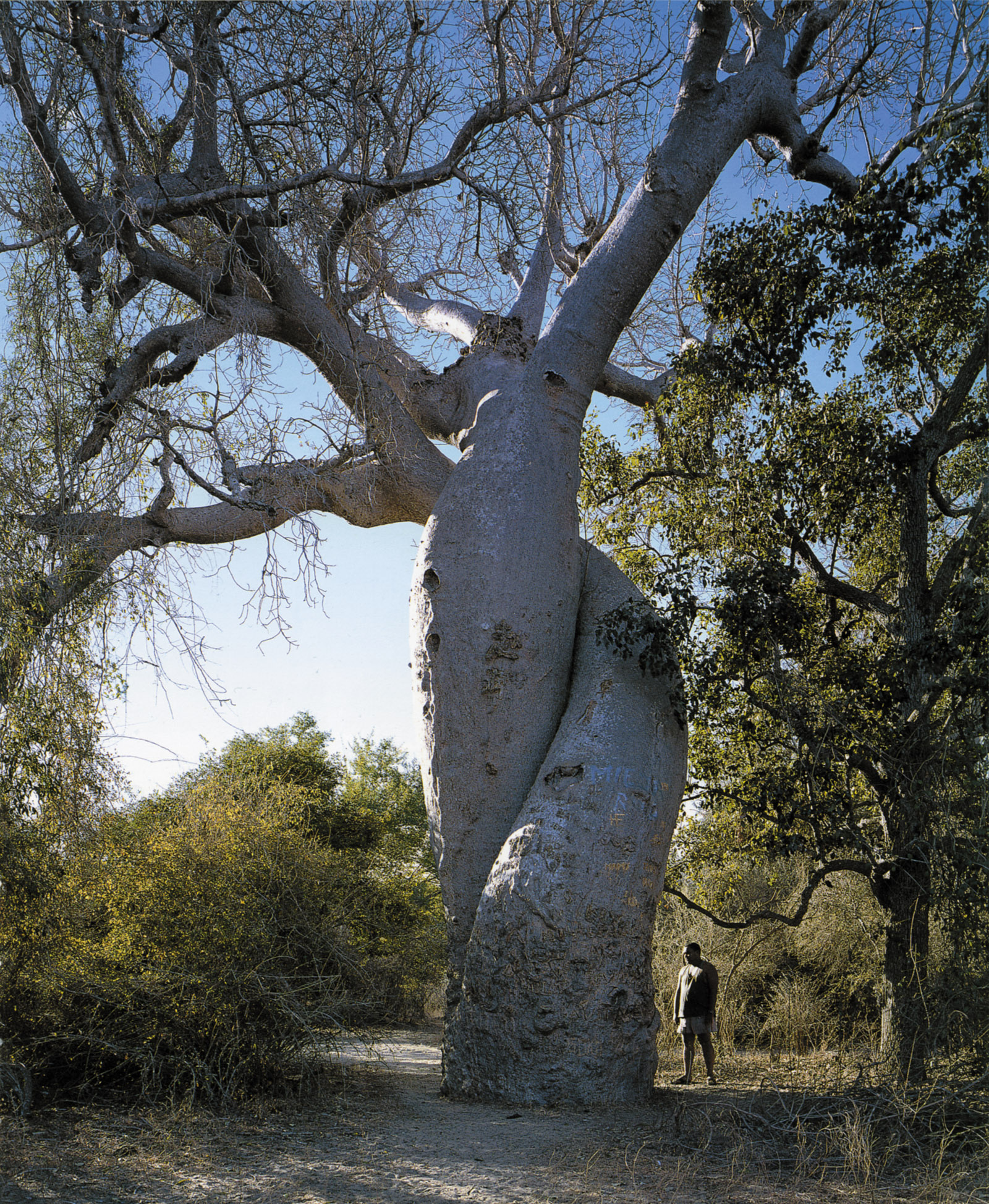 ‘The Amorous Baobabs,’ near Morondava, Madagascar; photograph by Thomas Pakenham from his book Remarkable Trees of the World (2002)