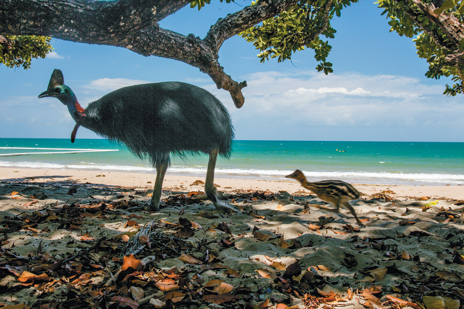 A cassowary chick following its father along a beach in Etty Bay, Queensland, Australia