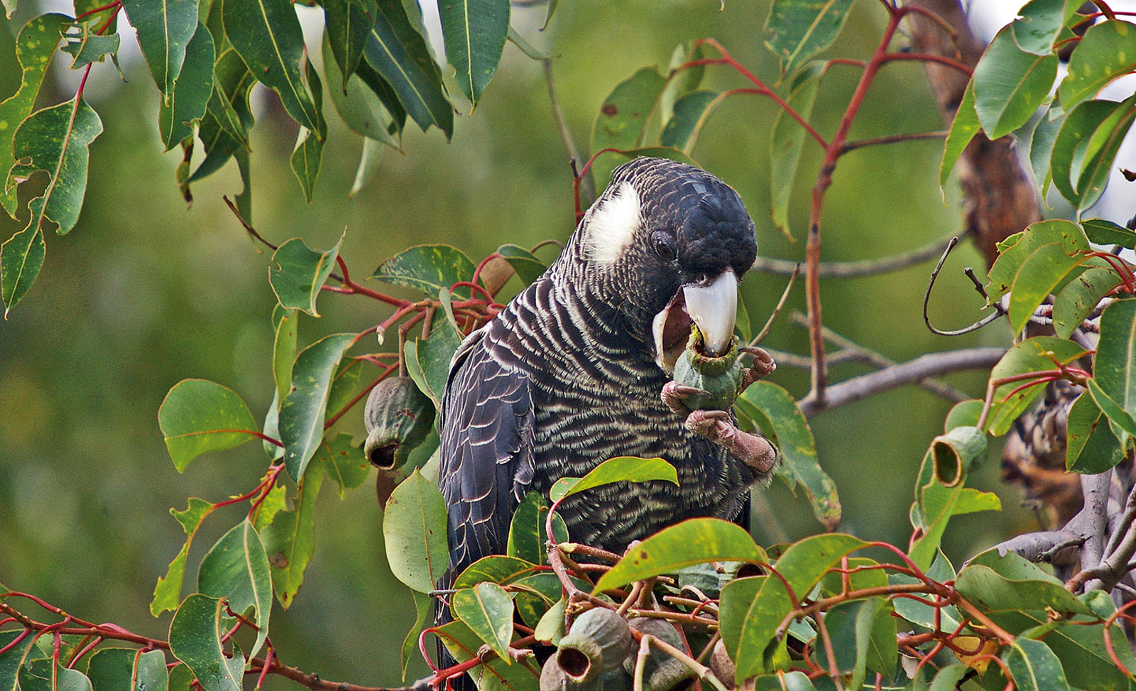 A Baudin’s black cockatoo, whose main food is marri seeds; its elongated mandible is specially adapted to scoop the seeds out of marri nuts