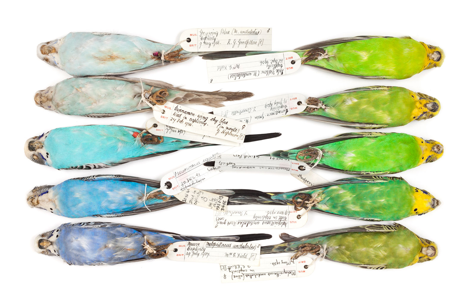 Budgie specimens (<em>Melopsittacus undulatus</em>) illustrating color variations, 1935–1957