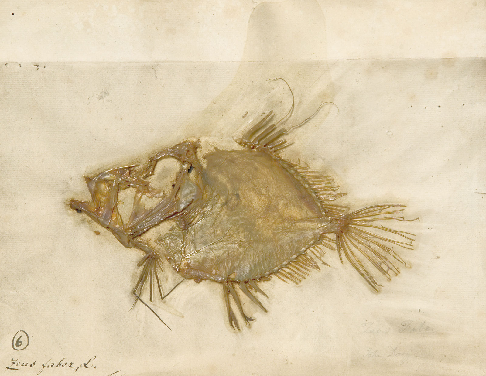 Pressed fish specimen (<em>Zeus faber</em>) collected by Carl Linnaeus, 1758