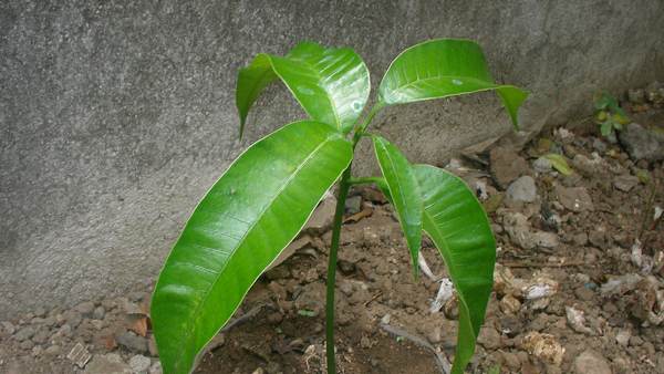 Mango Seedling