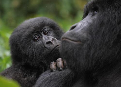 A juvenile gorilla leaning on an adult male