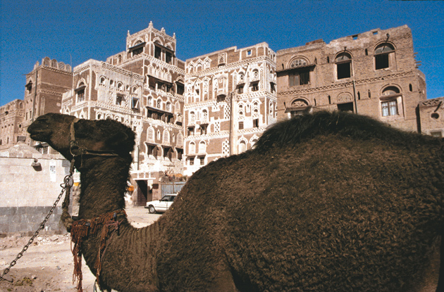 A camel in the old city of Sanaa, Yemen, 1999
