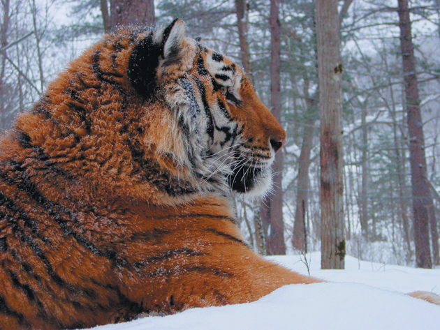 Liuty, a male tiger whose name, according to John Vaillant in The Tiger, is ‘an efficient word combining vicious, ferocious, cold-blooded, and bold,’ at a Siberian wildlife rehabilitation center run by the tiger catcher Vladimir Kruglov
