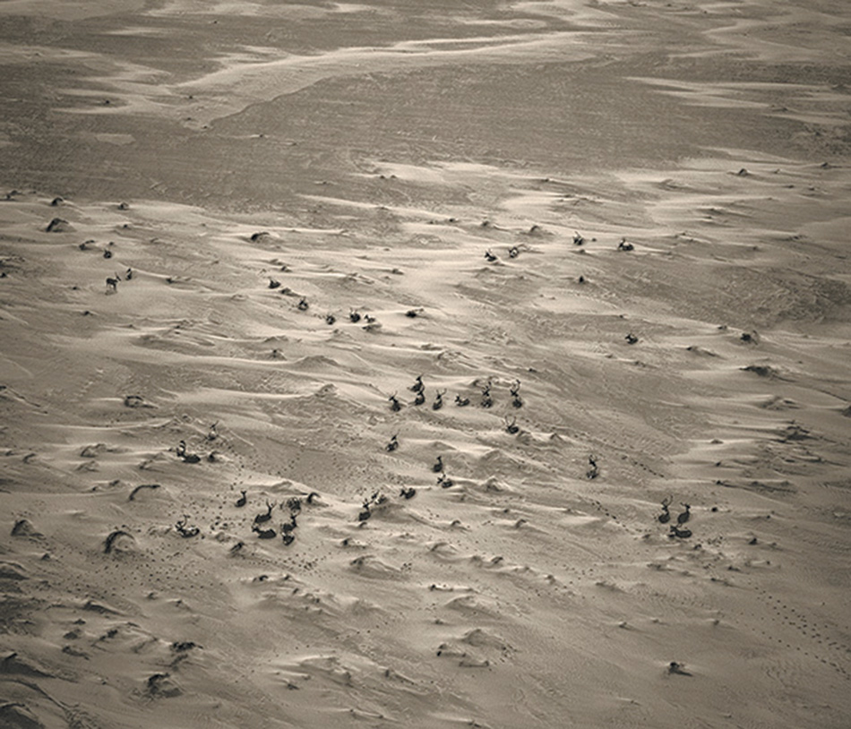 Subhankar Banerjee: Caribou on Sand, from his Oil and the Geese series (Teshekpuk Lake wetland, Alaska), 62 x 70 inches, 2006
