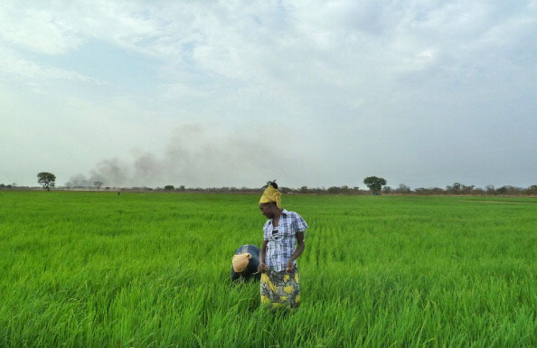 Workers at a Saudi-owned rice farm in Gambella, Ethiopia, March 22, 2012
