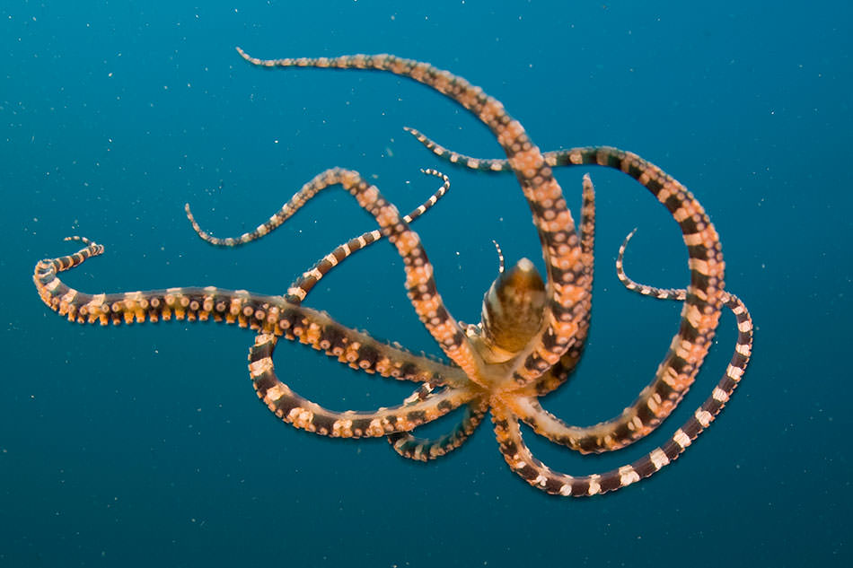 Octopus: The Footed Void