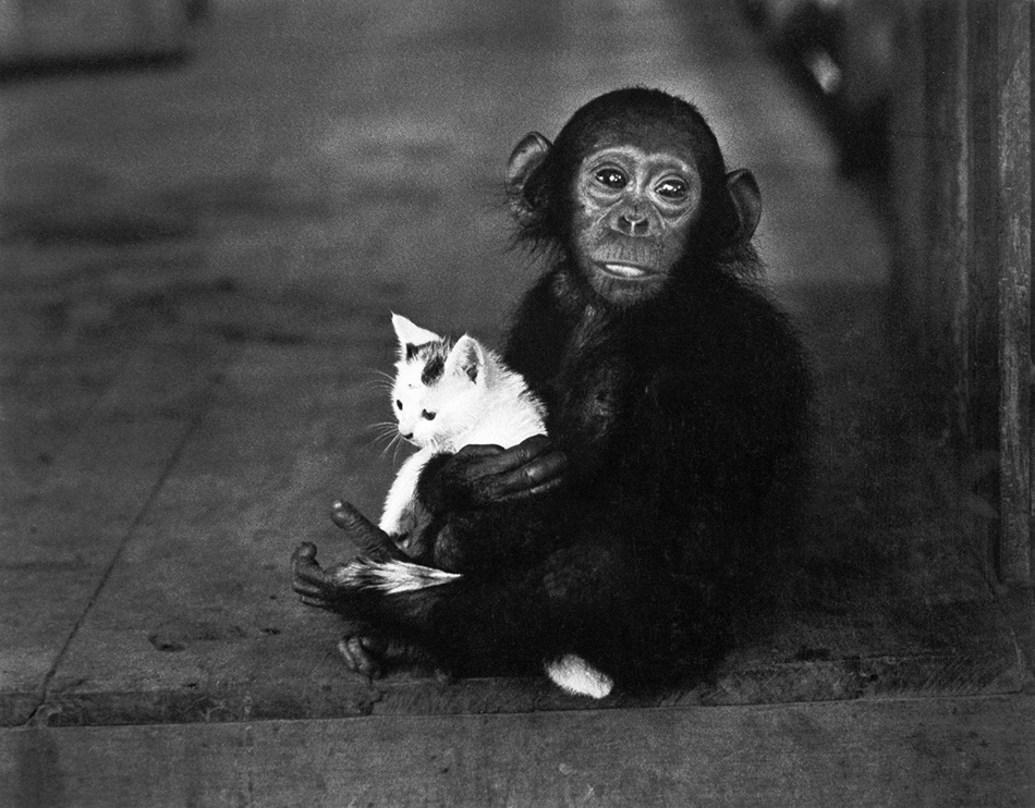 A tamed chimpanzee at Albert Schweitzer’s mission hospital, Lambarene, Gabon, 1954