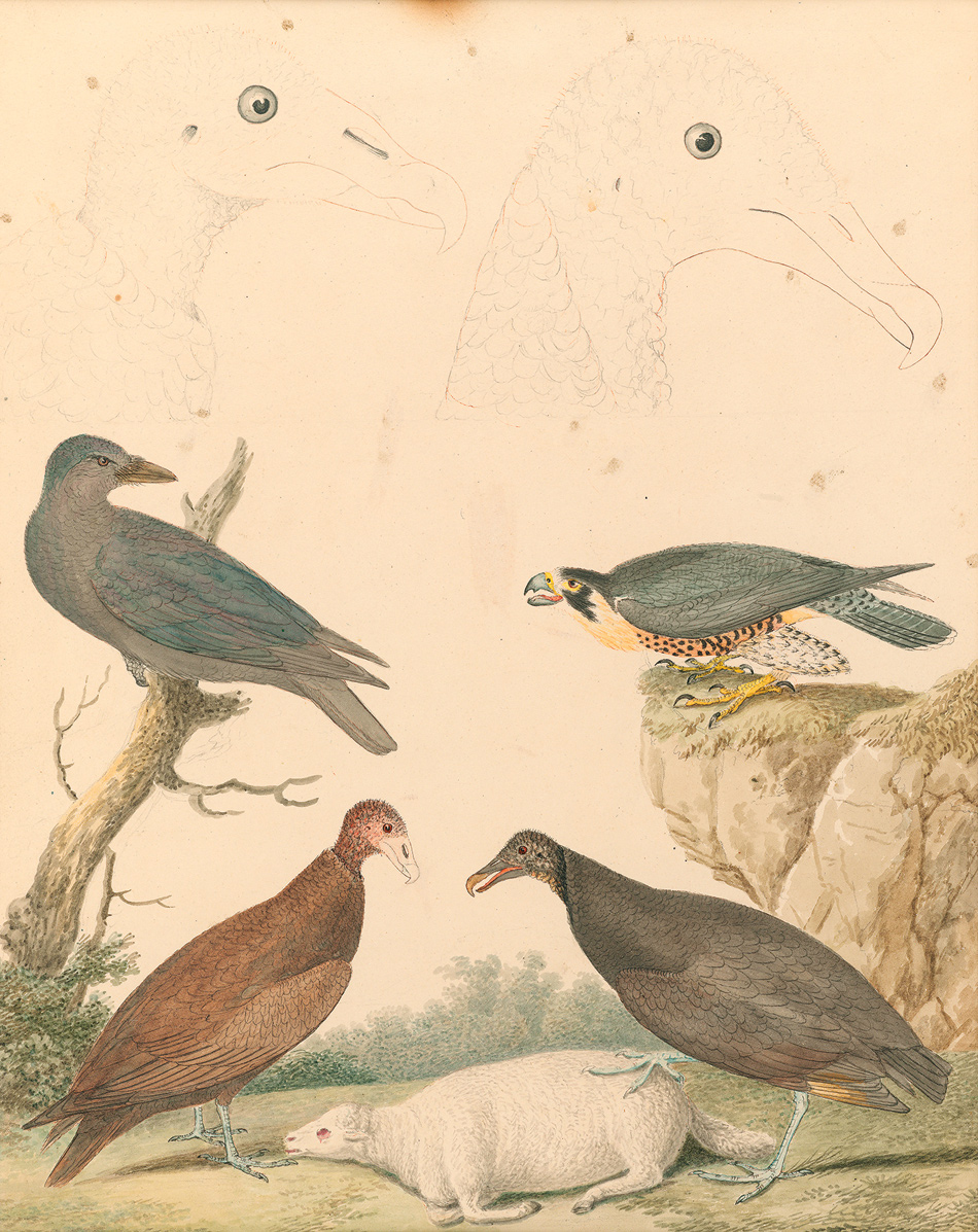 Clockwise from top left, the head of a turkey vulture, the head of a black vulture, a peregrine falcon, black vulture, turkey vulture, and common raven; painting by Alexander Wilson, early nineteenth century