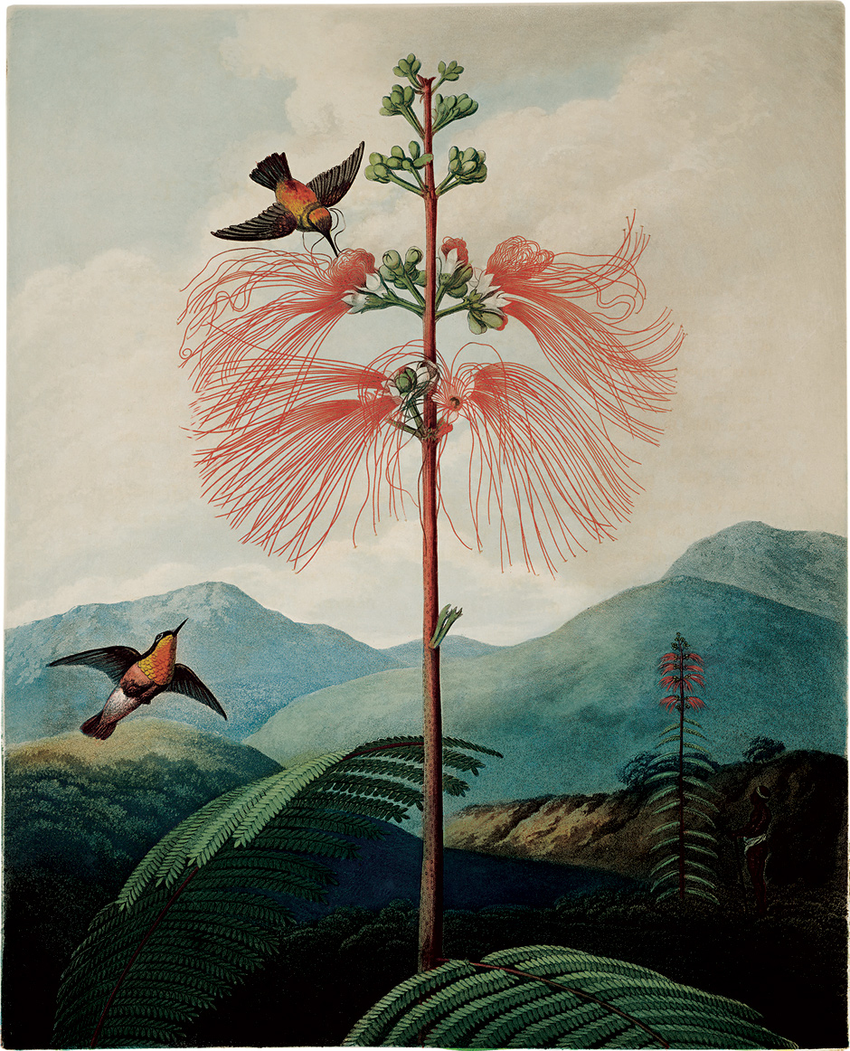 The Large Flowering Sensitive Plant, whose ‘plant electricity,’ Oliver Sacks writes, ‘moves slowly...as one can see by watching the leaflets...closing one by one along a leaf that is touched.’ Illustration from Robert John Thornton’s The Temple of Flora (1799–1807), published in a new edition by Taschen.