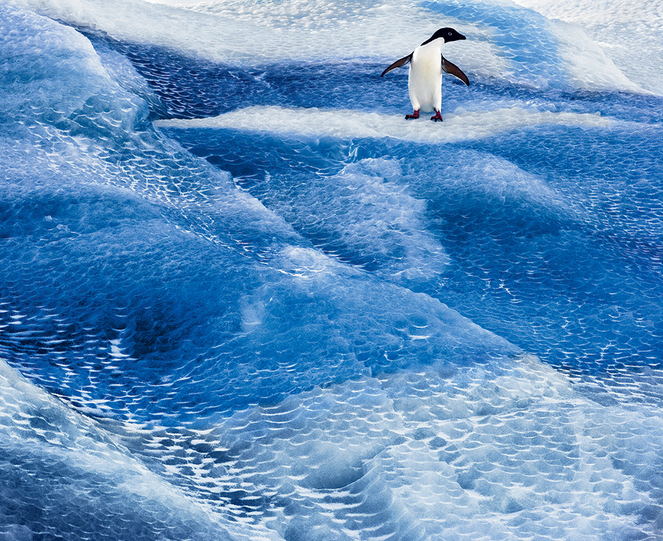 An Adélie penguin on an iceberg in the Ross Sea; photograph by John Weller from his book The Last Ocean: Antarctica’s Ross Sea Project, Saving the Most Pristine Ecosystem on Earth. It includes a foreword by Carl Safina and is published by Rizzoli.