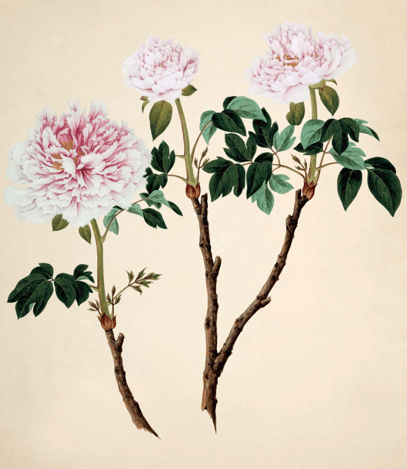 Paeonia, an old moutan cultivar from John Reeves’s Botanical collection from Canton, China, mid-nineteenth century; from Martyn Rix’s The Golden Age of Botanical Art