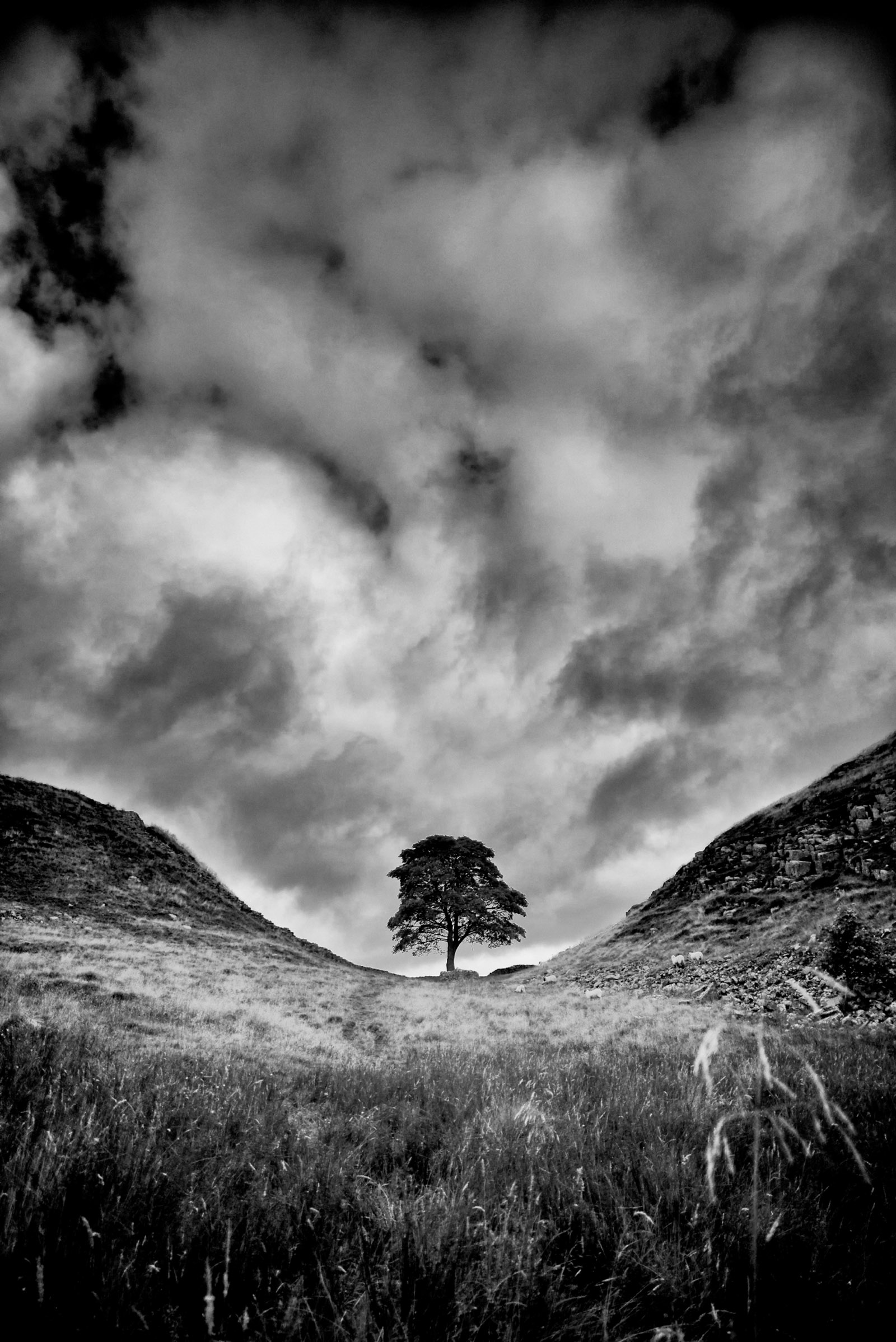 The sycamore tree (Acer pseudoplatanus) at Sycamore Gap, Hadrian’s Wall, Northumberland, England; photograph by Rory Garforth