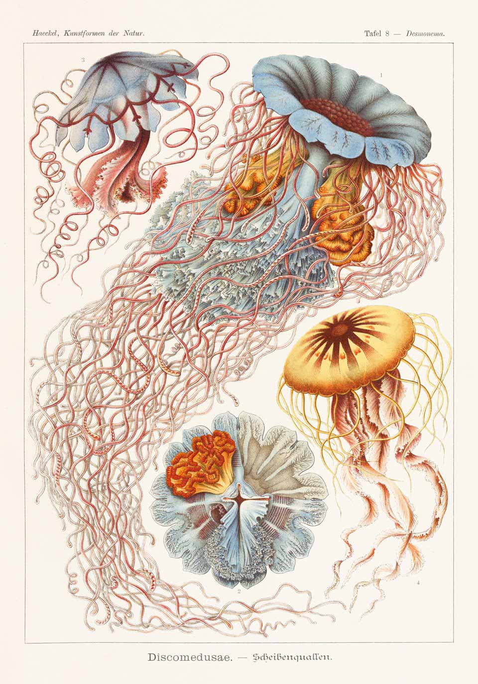 From Art Forms in Nature, plate 8, 1899–1904; Desmonema annasethe, the jellyfish that Haeckel named after his late wife Anna Sethe