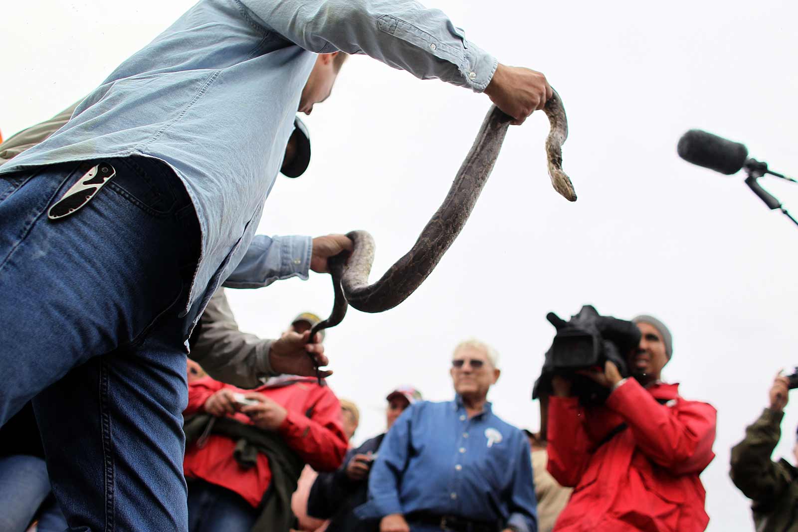 Hunter Michael Cole holding a Burmese Python during a nonnative snake hunt training session for capturing reptiles that are thought to be damaging the region's endangered wildlife, Miami, February 22, 2010