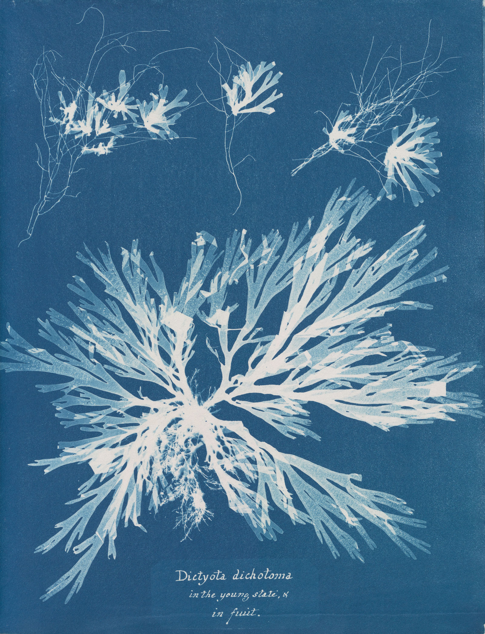 Anna Atkins: Dictyota dichotoma, in the young state and in fruit, from Part
XI of Photographs of British Algae: Cyanotype Impressions, 1849–1850, 