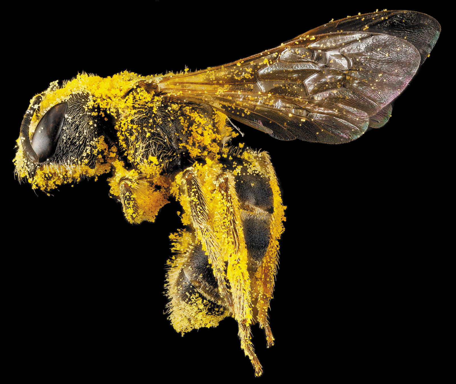 A sweat bee (Halictus ligatus) coated with pollen, 2013; digital composite photograph from the USGS Bee Inventory and Monitoring Lab’s catalog of native bees. It appears in the book Animal: Exploring the Zoological World, just published by Phaidon.