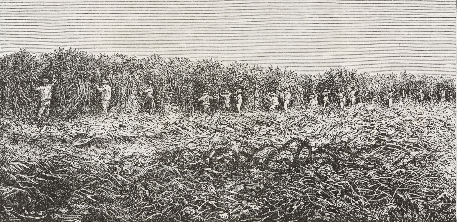 A drawing of a sugar cane field in South Carolina, by Edouard Riou, late nineteenth century