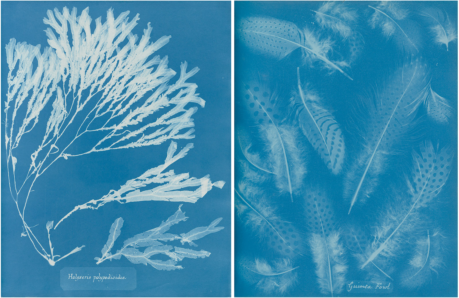 Anna Atkins and the cyanotype process (article)